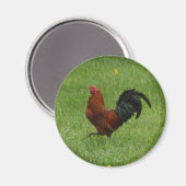 Haan 1 - magneet (Voorkant / Achterkant)