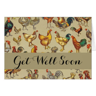 Haan Kip Boerderij Dier Pluimvee Land