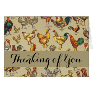 Haan Kip Boerderij Dier Pluimvee Land