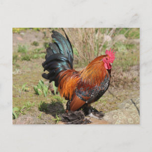Haan / Kip op een Boerderij Ansichtkaart Briefkaart