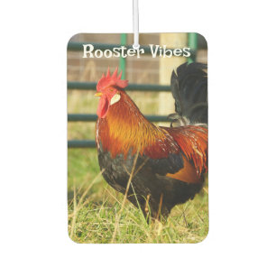 Haan Vibes / Pigging Out Luchtverfrisser