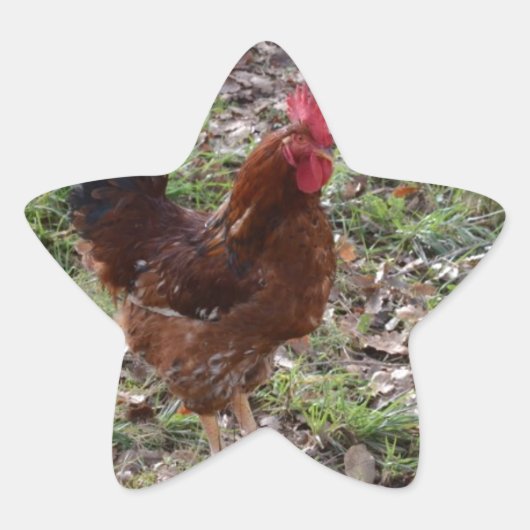 haantje ster sticker (Voorkant)