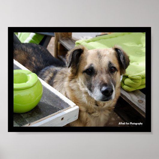 Haar trouwe focus poster (Voorkant)