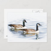 Haar van ganzen briefkaart (Voorkant / Achterkant)