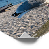 Haargull op een houten omheining poster (Hoek)