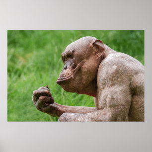 Haarloze chimpansee close-up poster
