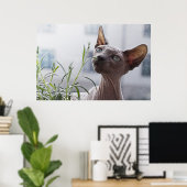 Haarloze Sphynx Kat Poster (Thuiskantoor)