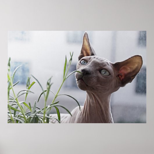Haarloze Sphynx Kat Poster (Voorkant)