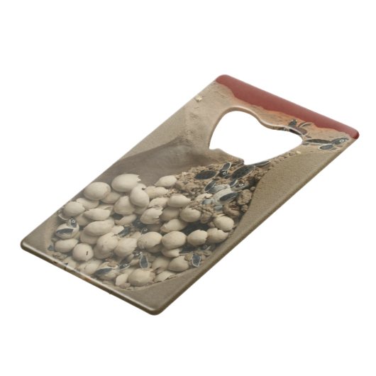 Hachure d'oeufs de tortue de bébé (Dos Angle)