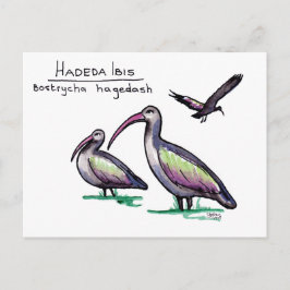 Hadeda Ibis Briefkaart
