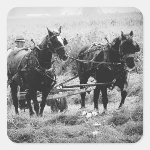 Haden in zwart-wit vierkante sticker