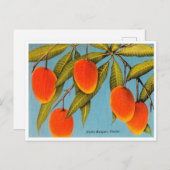 Haden Mango, Florida Travel Briefkaart (Voorkant / Achterkant)