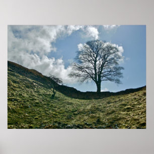 Hadrians greep in de muur, Sycamore Tree Poster