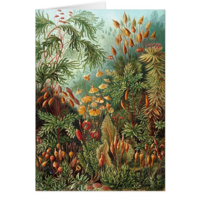 Haeckel (Devant)