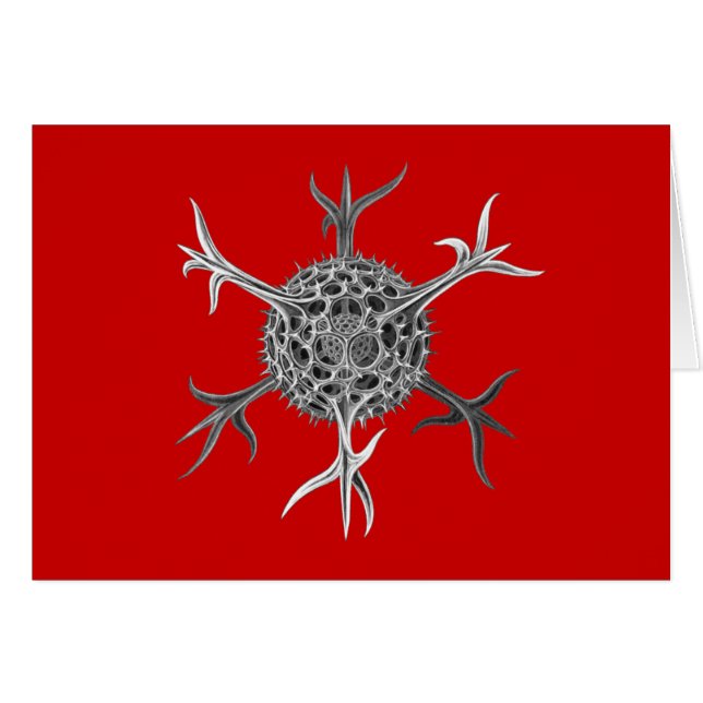 Haeckel (Devant horizontal)