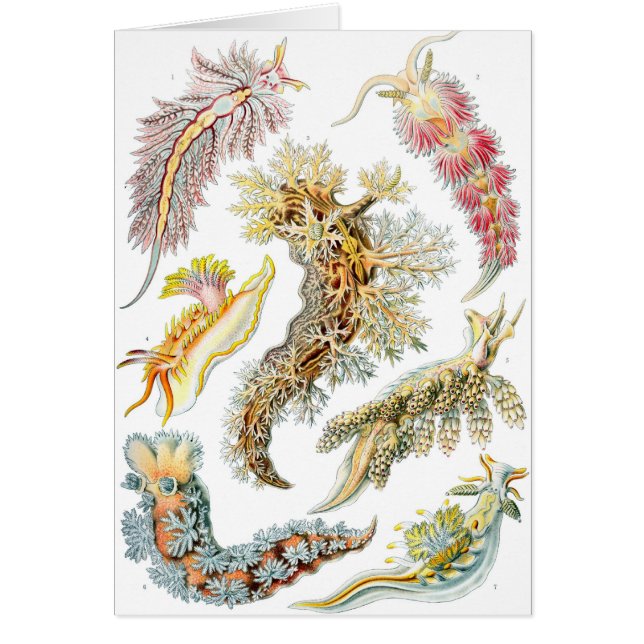 Haeckel (Devant)
