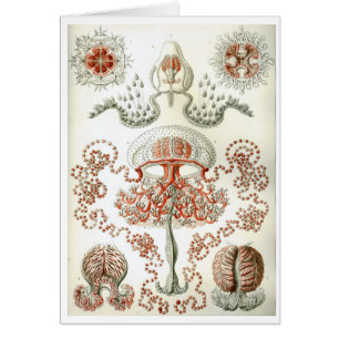 Haeckel_Anthomedusae
