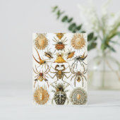Haeckel Arachnida Briefkaart (Staand voorkant)