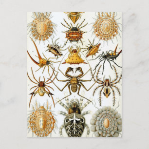 Haeckel Arachnida Briefkaart
