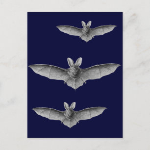 Haeckel Bat Briefkaart