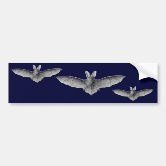 Haeckel Bats Bumpersticker (Voorkant)