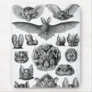 Haeckel Bats Muismat