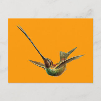 Haeckel Bird Briefkaart