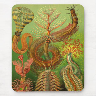 Haeckel Centipedes Muismat