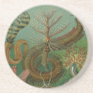 Haeckel Centipedes Zandsteen Onderzetter