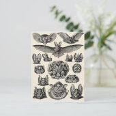 Haeckel Chiroptera Briefkaart (Staand voorkant)