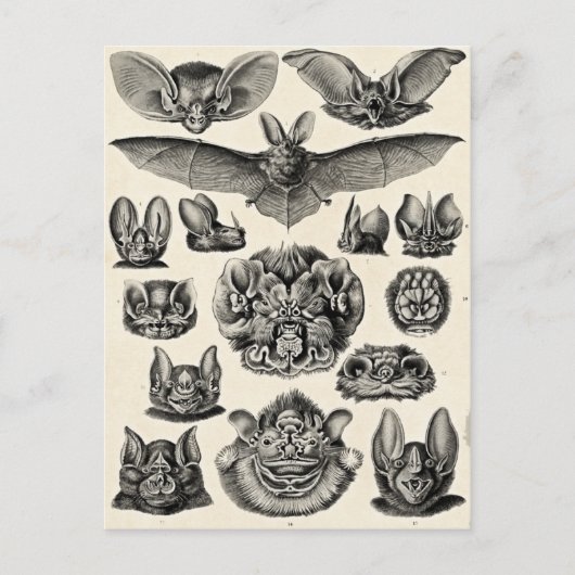 Haeckel Chiroptera Briefkaart (Voorkant)