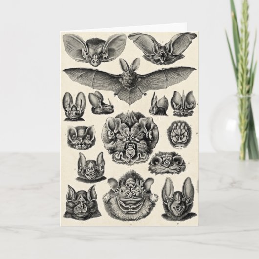 Haeckel Chiroptera Kaart (Voorkant)