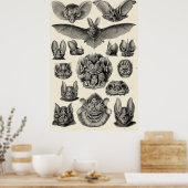 Haeckel Chiroptera Poster (Keuken)