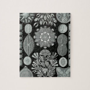 Haeckel Diatomea Legpuzzel