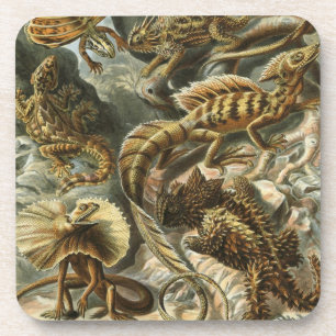 Haeckel Drankjes Onderzetter