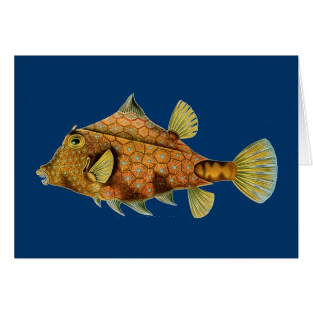Haeckel Fish (Voorkant Horizontaal)
