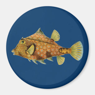 Haeckel Fish Magneet