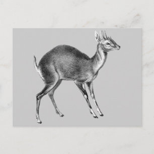 Haeckel Four Horned Deer Briefkaart