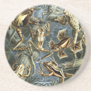 Haeckel Frogs Zandsteen Onderzetter