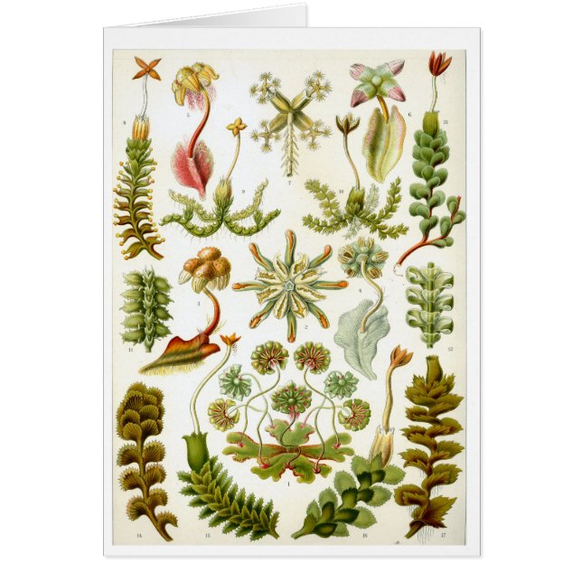 Haeckel_Hepaticae (Devant)