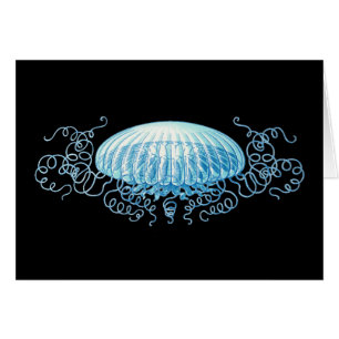  Haeckel Jellyfish
