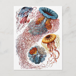 Haeckel Jellyfish Briefkaart