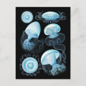 Haeckel Jellyfish Briefkaart (Voorkant)