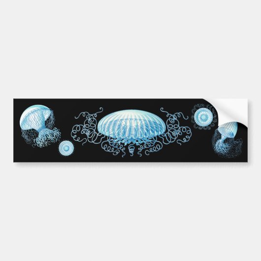 Haeckel Jellyfish Bumpersticker (Voorkant)