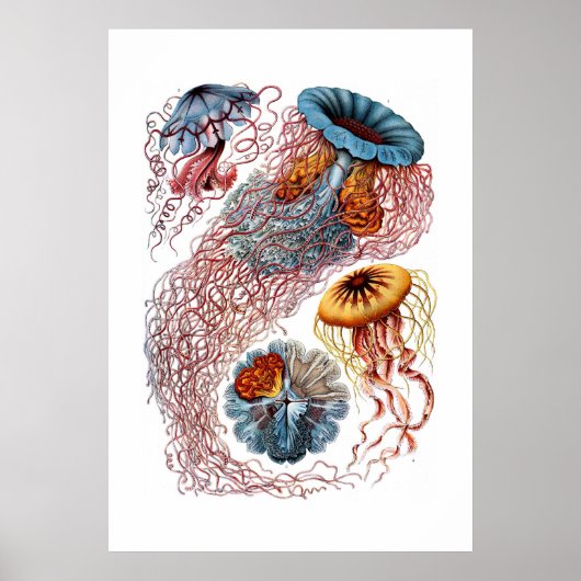 Haeckel Jellyfish Print (Voorkant)