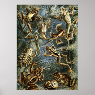 Haeckel Kikkers Poster