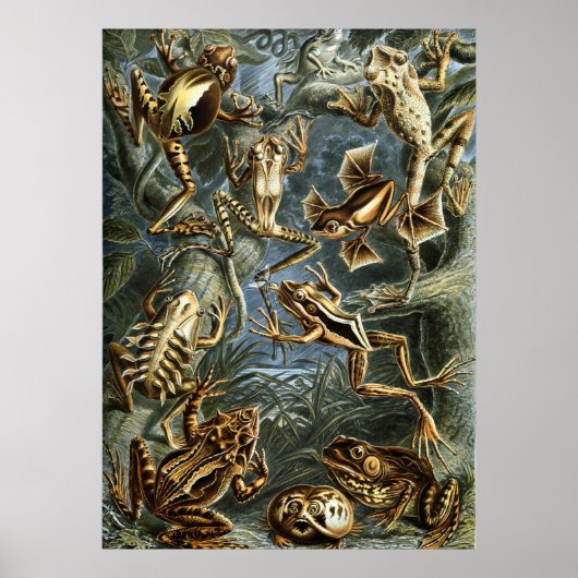 Haeckel Kikkers Poster (Voorkant)