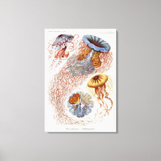 Haeckel kwal, Discomedusa Canvas Afdruk