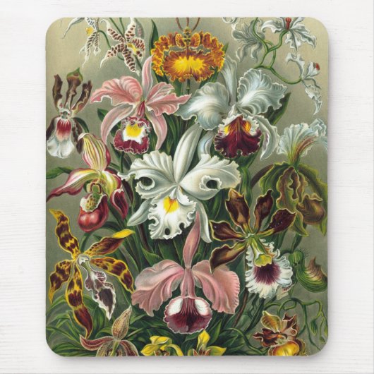 Haeckel Muismat (Voorkant)