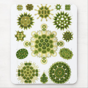 Haeckel Muismat